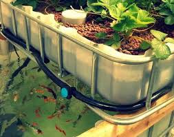 Diy aquaponics systems have gained a respectable popularity in recent years and i'm not surprised! The Ultimate Aquaponics Beginner S Guide Go Green Aquaponics