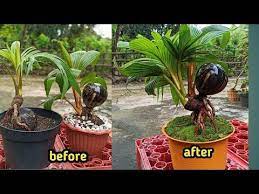 Untuk menghasilkan tumbuhan bonsai yang mempunyai keunikan nilai seni dan estetika tinggi, diperlukan ketelatenan mulai dari penanaman, pembentukan dan. Cara Mudah Membuat Bonsai Kelapa Kembar Dua Warna Youtube Ide Berkebun Bonsai Kelapa