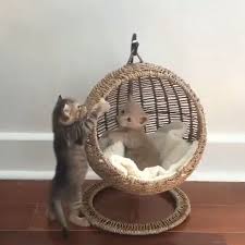 Did you scroll all this way to get facts about banana cat bed? Cat Catlover Catlovers Video Animal Room Cat Room Cat Lovers