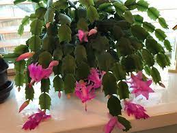 We had quite a few of them in our greenhouse in connecticut which bloomed at the holidays with no effort at all. My Christmas Cactus Has Bloomed For The First Time Gardening