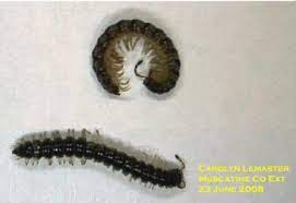 Centipedes have 10 to 100 legs and grow 1 to. Millipedes Horticulture And Home Pest News