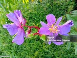 Image result for Clappertonia ficifolia