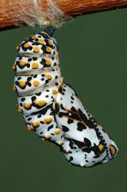 Baltimore Checkerspot Butterfly Chelone Glabra Turtlehead Host Plant Wildlife Garden Butterfly Caterpillar Insect Beautiful Butterflies