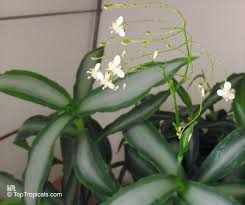 Image result for Murdannia stricta