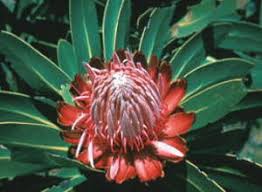 Image result for Protea angolensis