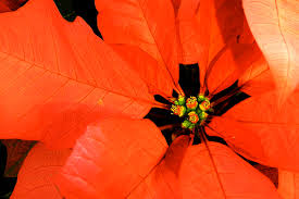 Helpful 0 not helpful 5. The Not So Deadly Poinsettia Finegardening