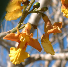 Arborea has been recorded flowering from april to may and fruiting from may to july (flora of china editorial committee, 2016). Tree Mining Cardboard Boxes Poison Sawdust Quepolandia