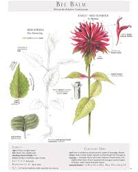 Image result for Monadenium herbaceum