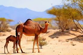 The muslim supersition says that the left fore limb of the dromedary belongs to satan. 50 Amazing Camel Facts About This Unique Animal Facts Net