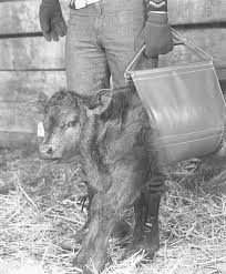 From the sounds of it you have a larger dexter. Safely Weigh Calves And Other Small Animals Up To 200 Lbs New Calf Sling Livestock Supplies Business Industrial