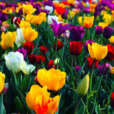 Colorful Spring Apple Iphone 5s Hd Wallpapers Available For Free Download Flower Wallpaper Spring Wallpaper Flowers