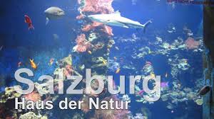 Von urzeitlichen sauriern zu den sternstunden der raumfahrt, von bunten. Haus Der Natur In Salzburg Aquariumimpressionen Youtube
