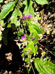 Image result for Dicliptera sp. C