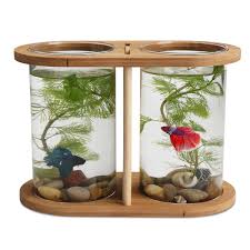 Finding the best betta fish tank is quite a hassling job. Diy Betta Fish Tank