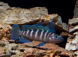 Neolamprologus Cylindricus Cichlids African Cichlids Tropical Fish