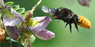 Image result for Ormocarpum