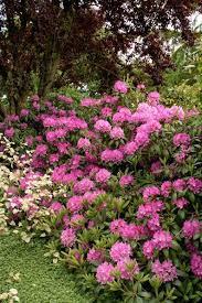 Hardy flowering shrubs for shade. Rhododendron Roseum Elegans Stunning Pink Blooms Hardy To Etsy In 2021 Shade Shrubs Tall Shrubs Plants
