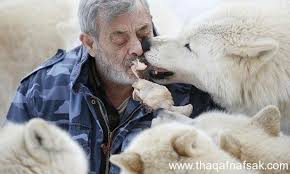 شاهد أكثر 10 صور أثارة لـ الرجل الذئب animals wolf wolf love