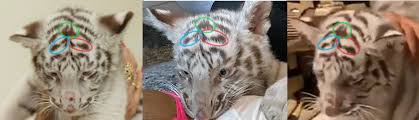 Maybe you would like to learn more about one of these? How Instagram Celebrities Promote Dubai S Underground Animal Trade Bellingcat