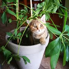 Where they can fall asleep on a thick patch of grass, or just 'hide' behind some foliage while stalking bugs. 12 Plants Safe For Cats Best Cat Friendly Houseplants