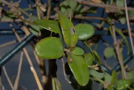 Image result for Vincetoxicum cernuum