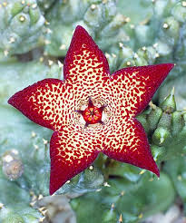 Image result for Farquharia elliptica