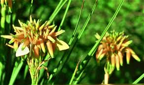 Image result for Aloe cooperi