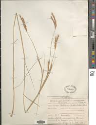 Image result for Andropogon canaliculatus