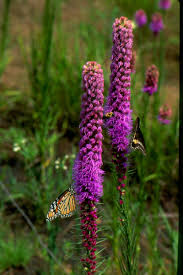 Image result for Pycnostachys ciliata