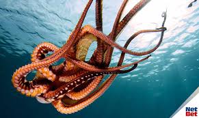 Tweet @krakensupport for help and email press@kraken.com for media. Was Du Schon Immer Uber Kraken Wissen Wolltest Netbet Blog