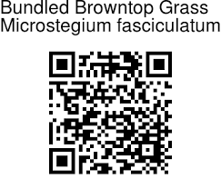 Image result for Microstegium fasciculatum