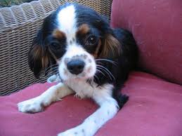 I am a small hobby breeder of cavalier king charles spaniels in the heart of texas and have a menagerie of projects going on all the time. 63 Akc Cavalier King Charles Spaniel Breeders California L2sanpiero