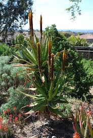 Image result for Aloe spicata