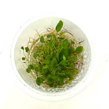 Image result for Begonia vankerckhovenii