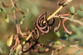 Image result for Indigofera lupatana