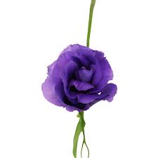 Image result for eustoma Balboa