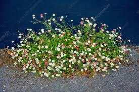 Image result for Erigeron karvinskianus