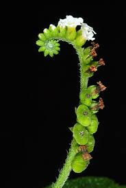 Image result for Heliotropium elongatum