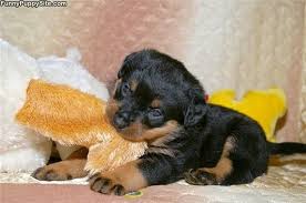 Is a rottweiler puppy right for me? Newborn Rottweiler Puppies Via Dog Lovers Gallery Ift Tt 1 Flickr