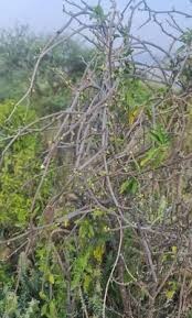 Image result for Cynanchum gerrardii