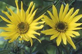 Since the sunflower follows the sun, the sunflower denotes worship and enthusiasm. Growing Perennial Sunflowers