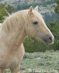Ginger Kathrens Happy Birthday Cloud Straight From The Horse S Heart