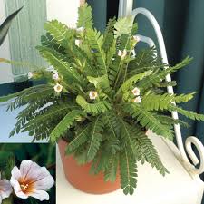 Image result for Biophytum