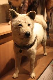 Hachiko The Most Loyal And Famous Dog In The World A Beautiful And Heartbreaking Story From Japan Eng Tr Steemit