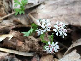 Annual wildflowers like calendula and cornflower appear quickly in the first year, while perennial varieties like wild lupine and echinacea provide many years of color starting in the second season. Spring Wildflowers Western Pennsylvania Conservancy