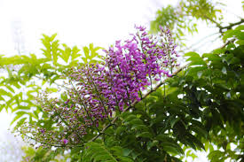 Image result for Lonchocarpus