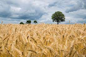 Well, it created civilization, that's what. Advantages And Disadvantages Of Monoculture Farming Conserve Energy Future