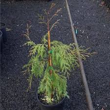 Image result for Cupressus funebris