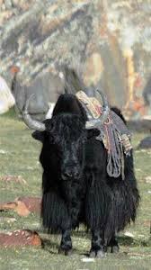 You'll find a wealth of names and their meanings here. 210 Yakdom Ideas Yak Animals Tibet
