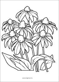 Zambitoare flori poza gratuite public domain pictures. Planse De Colorat Cu Flori Archives Planse De Colorat